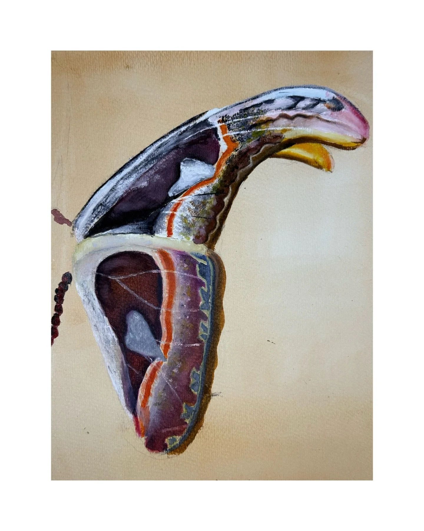 6th-9th grade students in Advanced Studio finished a season of watercolor studies inspired by the artistic and scientific work of Maria Sibylla Merian. 

Students honed their technical skills through watercolor technique demonstrations over our 8 wee