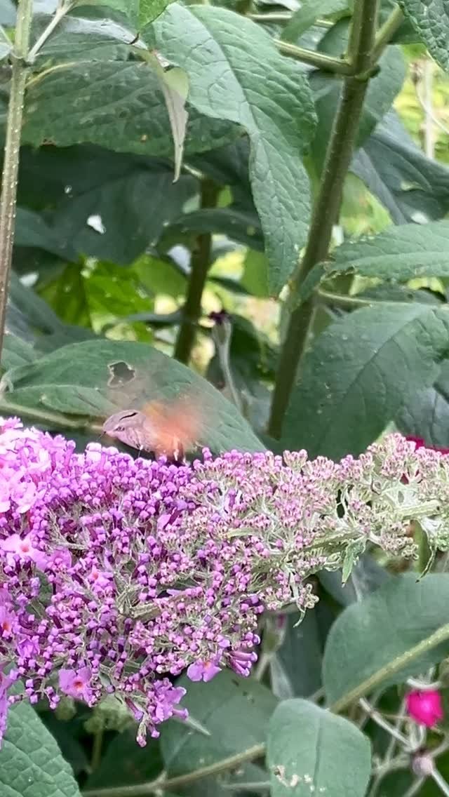Gespot in de tuin van Casavabene Appartamenti een Kolibrie vlinder! ๐