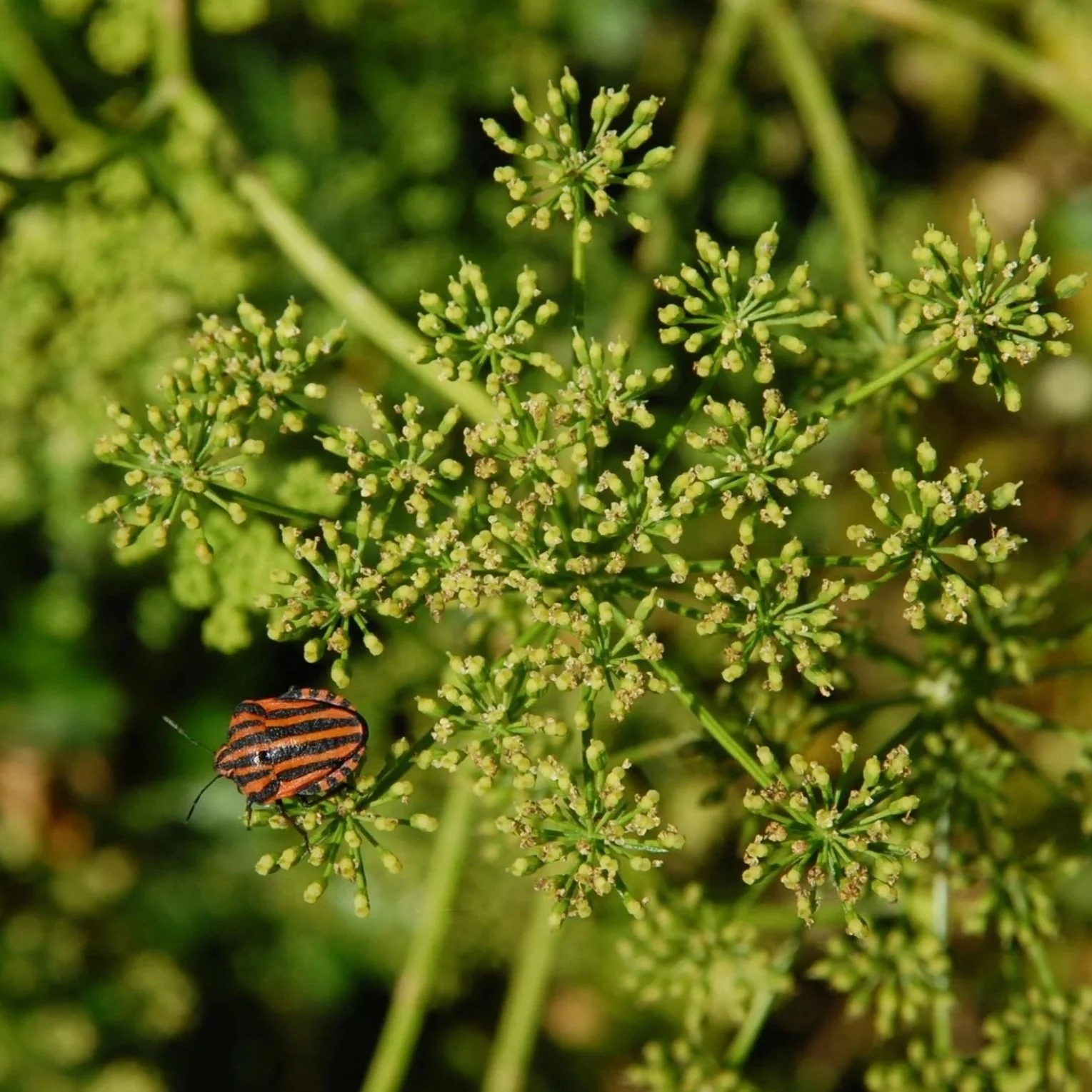 Vuurwants, insect, in moestuin
