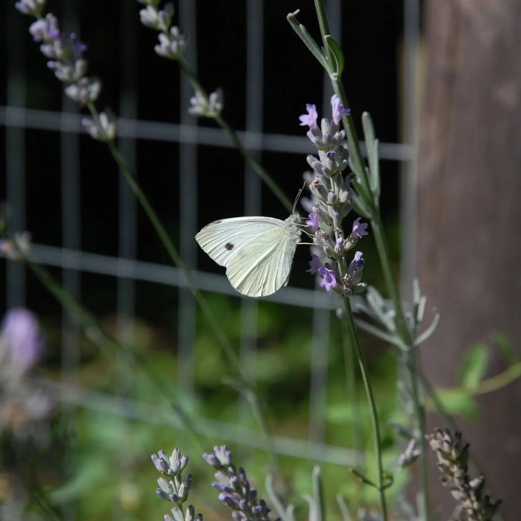 Vlinder op lavendel in moestuin
