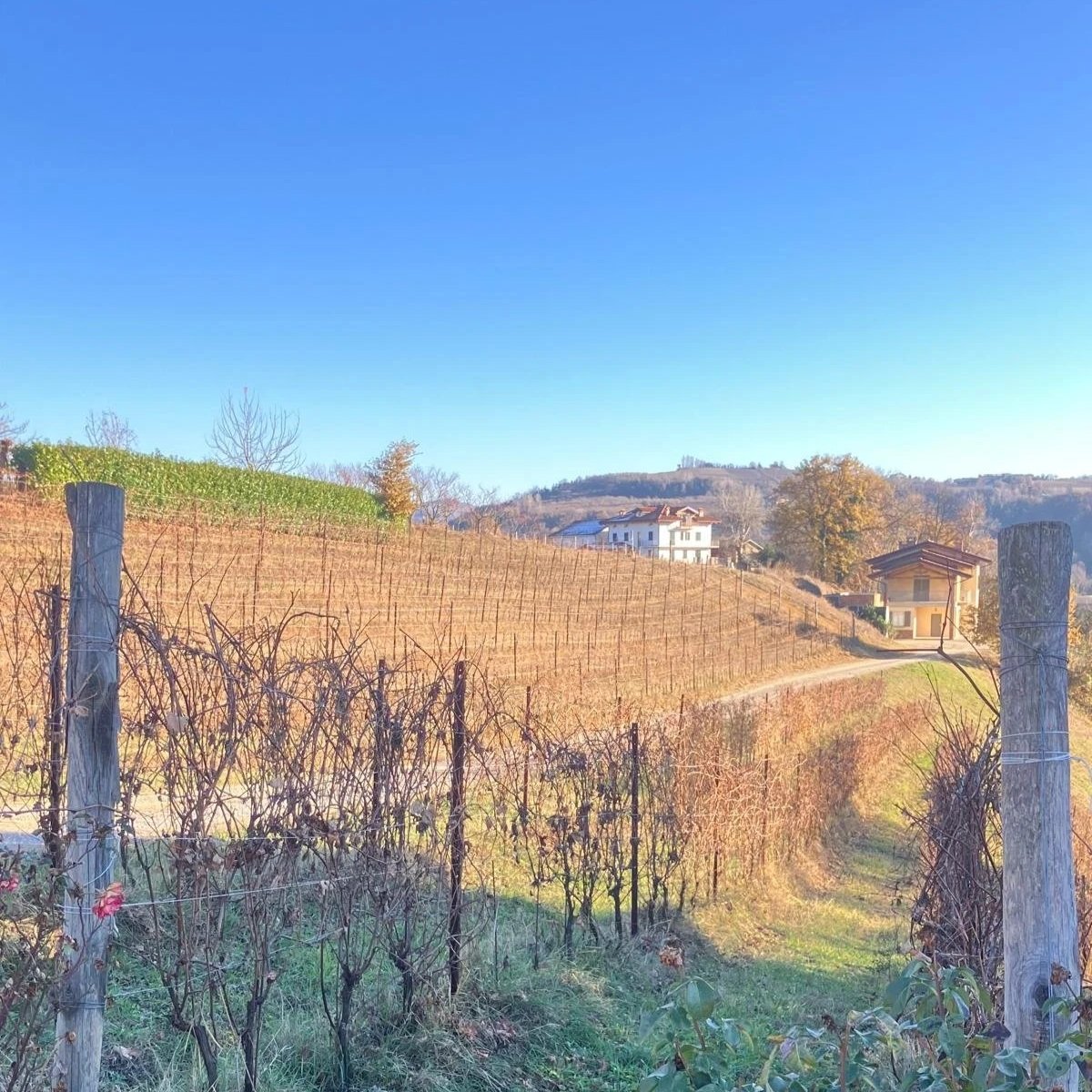 wijngaard Dogliani herfstkleuren