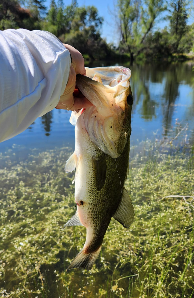 Bass from pond