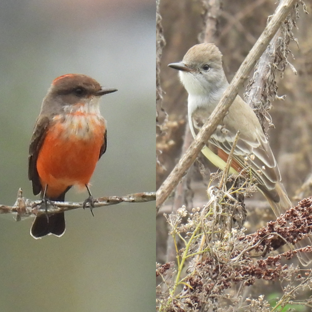 Rare birds along Nonconnah Creek