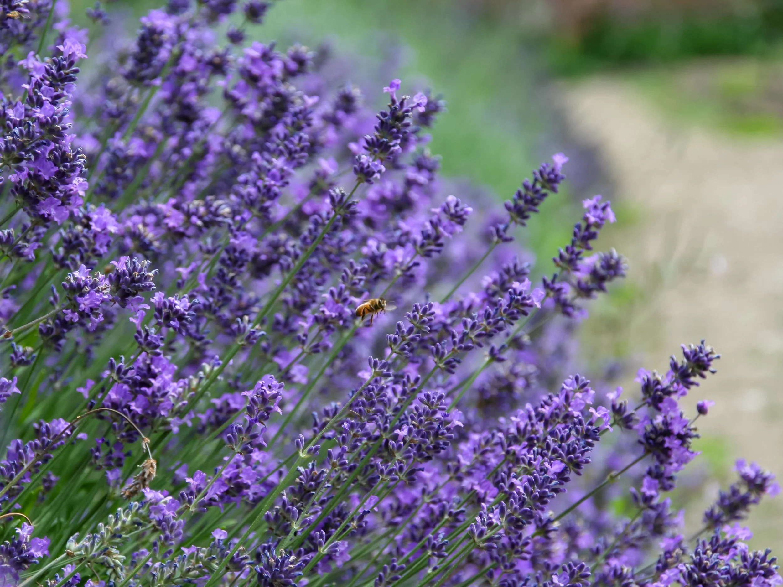 Sorrido di lavanda al crepuscolo