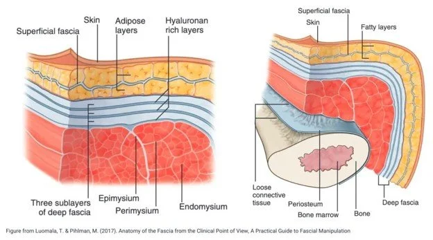 Getting to Know Your Fascia