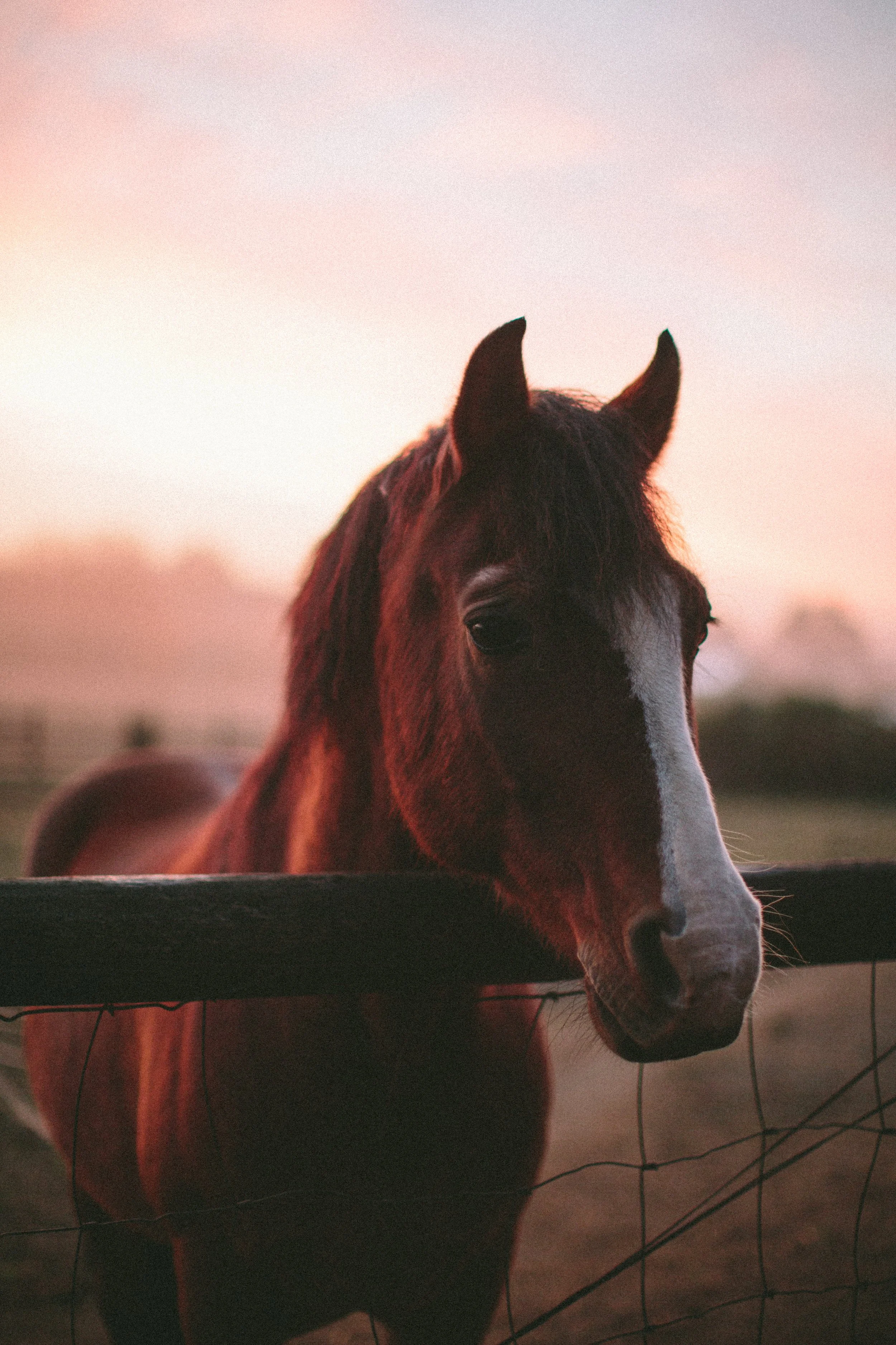 SOUL EQUINE-2763.jpg