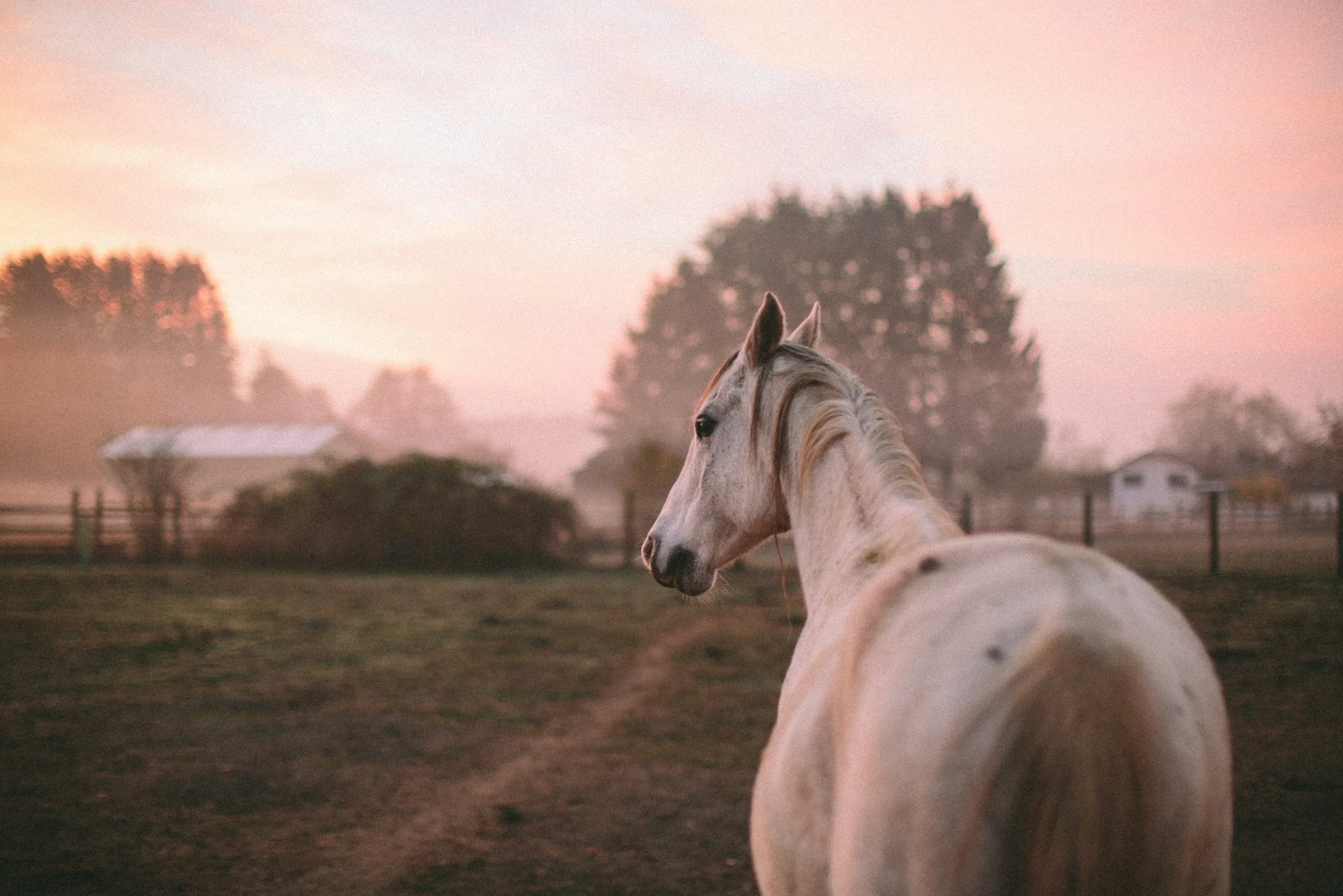 SOUL EQUINE-2770.jpg