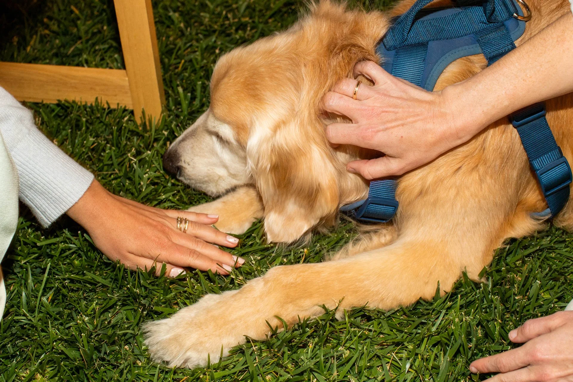 A golden retriever puppy lying on the grass with eyes closed, being gently petted by two people, with one person wearing multiple rings and the other with a wedding band. The puppy is wearing a blue harness.