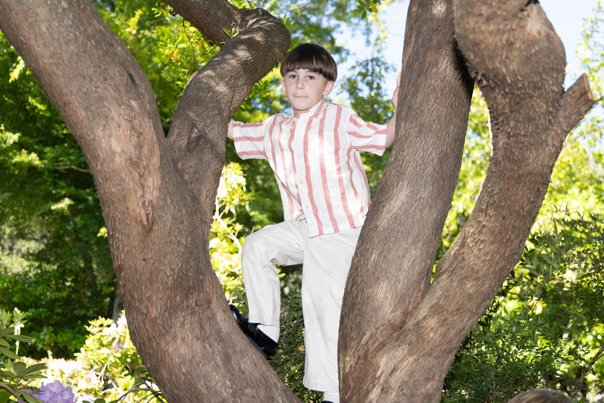 A young boy with a bowl haircut wearing a striped shirt and white pants, climbing or sitting on a tree surrounded by green foliage.