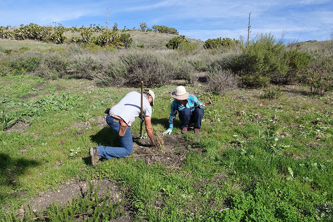Ecological Restoration Volunteers