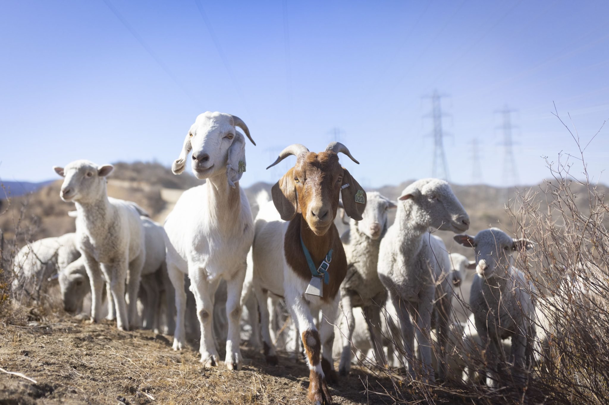 HOA Grazing Resilience Planning and Implementation