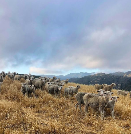 Prescribed Grazing: Develop a Countywide Plan