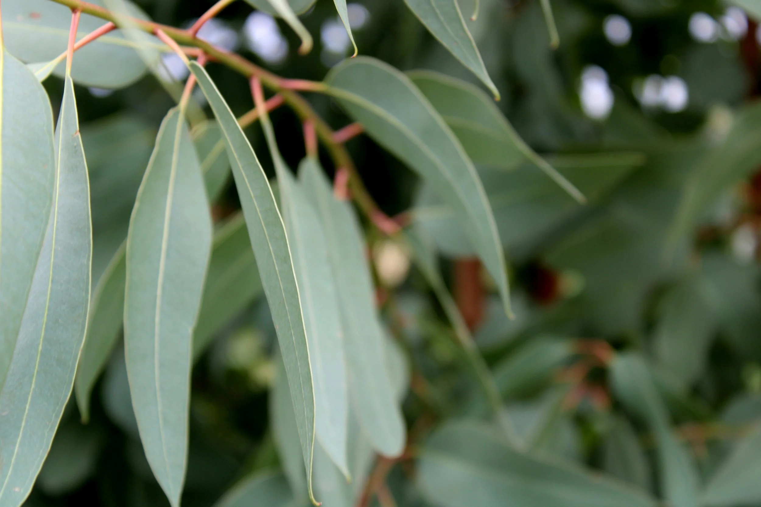 Mapping Project to Identify Flammable Invasive Plant Species Across Large Land Holdings