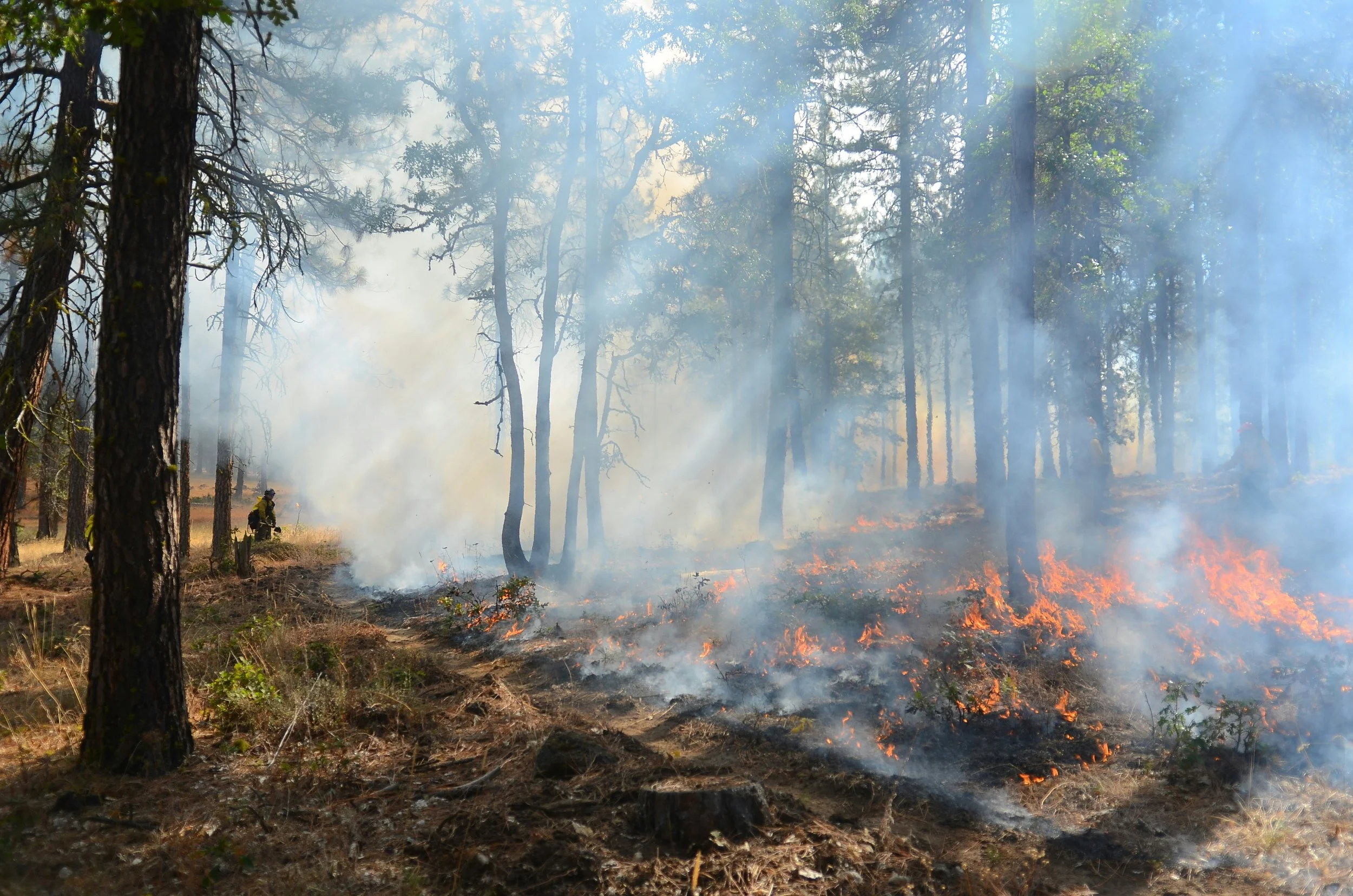 Identify and Implement Cultural Burn and TREX Training Areas in the Region