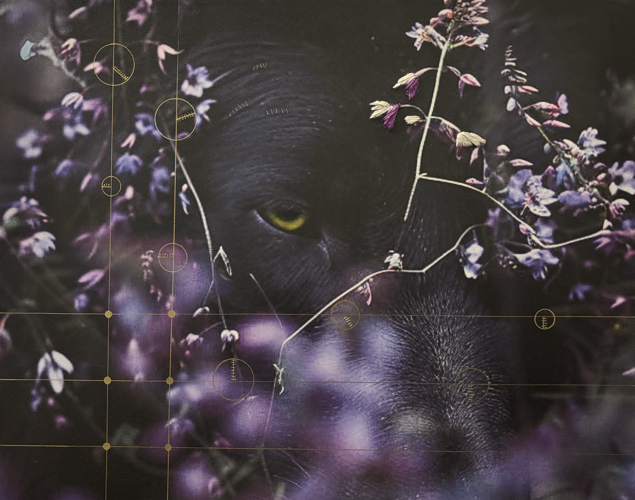 Canidae