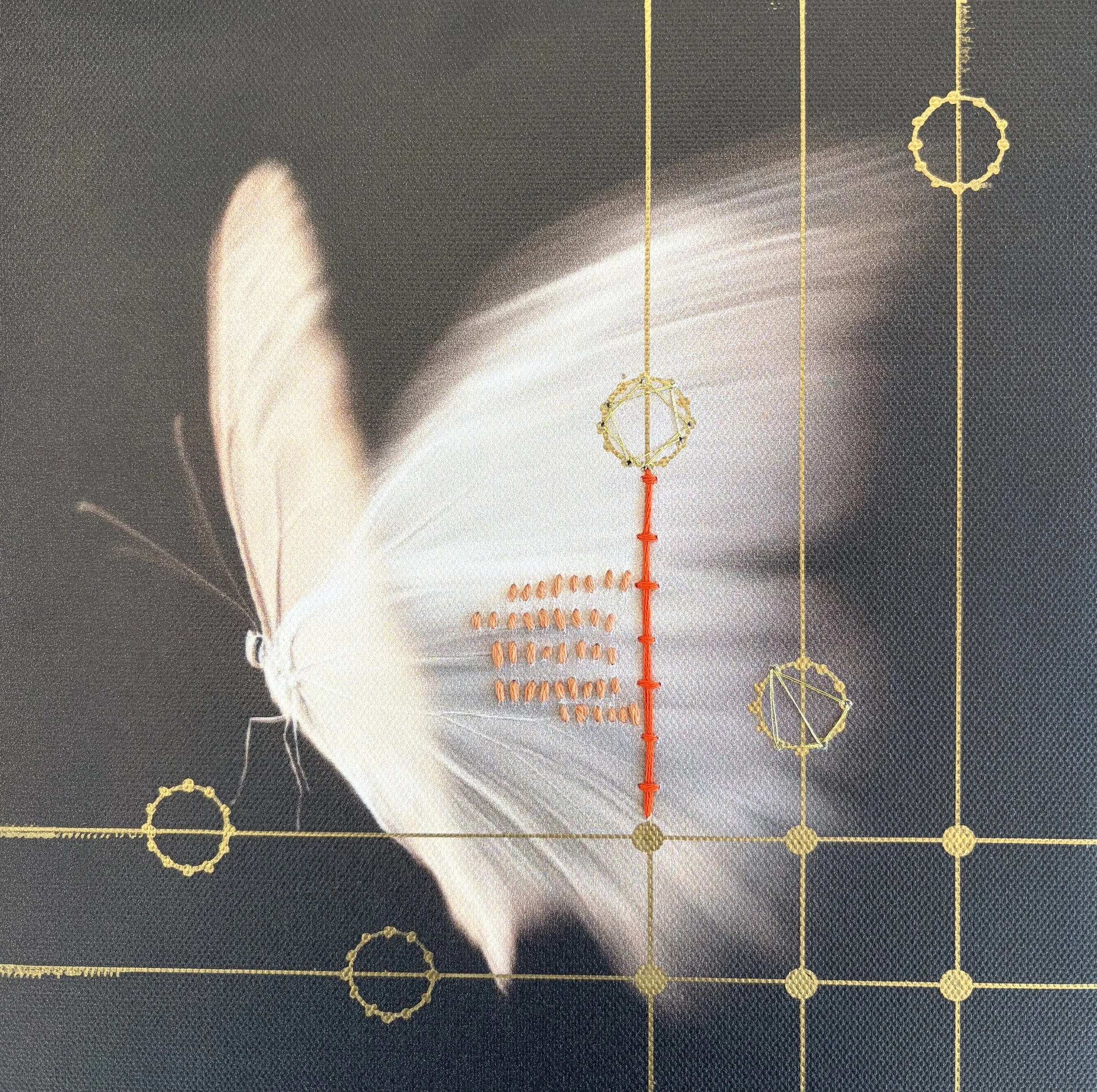 Butter Flies