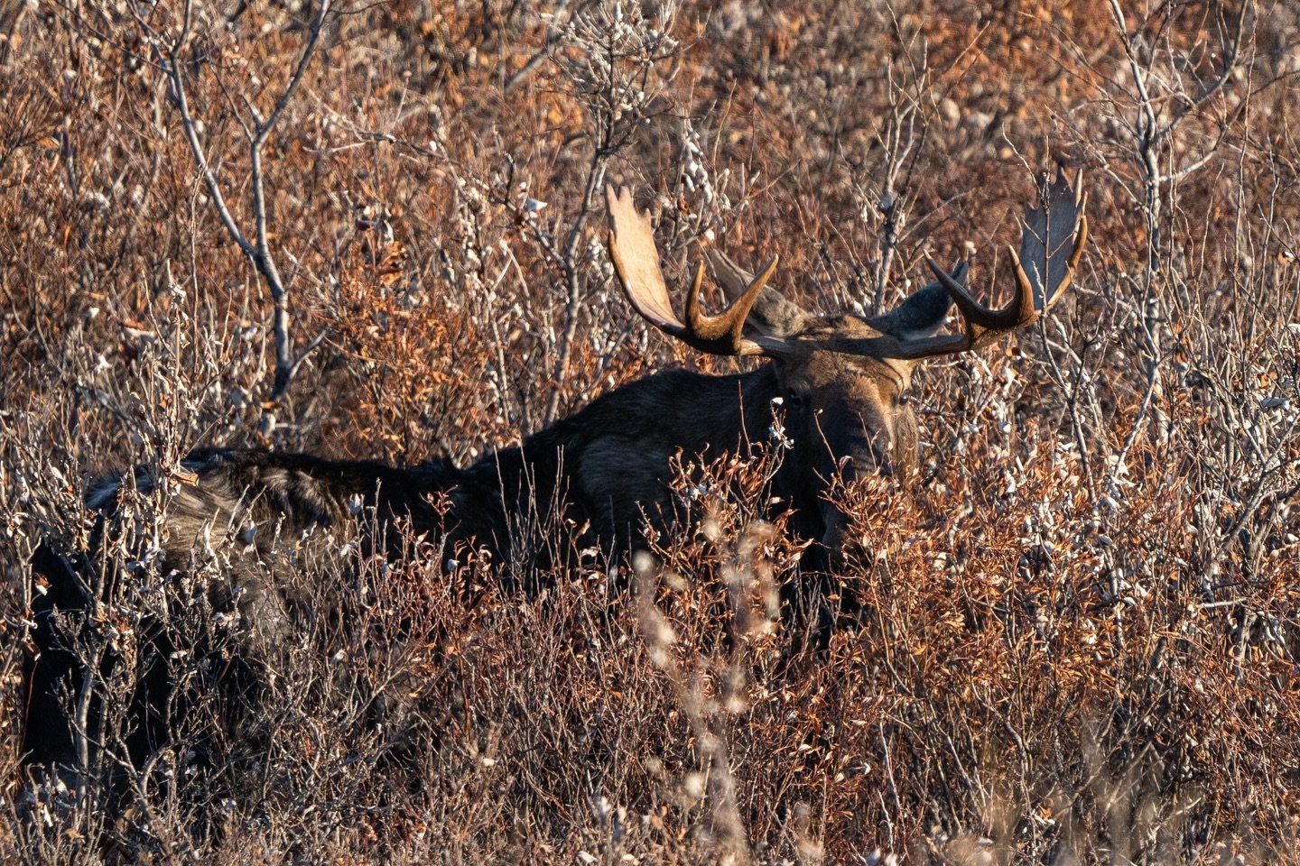 I spent my Indigenous Peoples&rsquo; Day out in the country! Saw moose, mushoxs and amazing landscapes! 📸