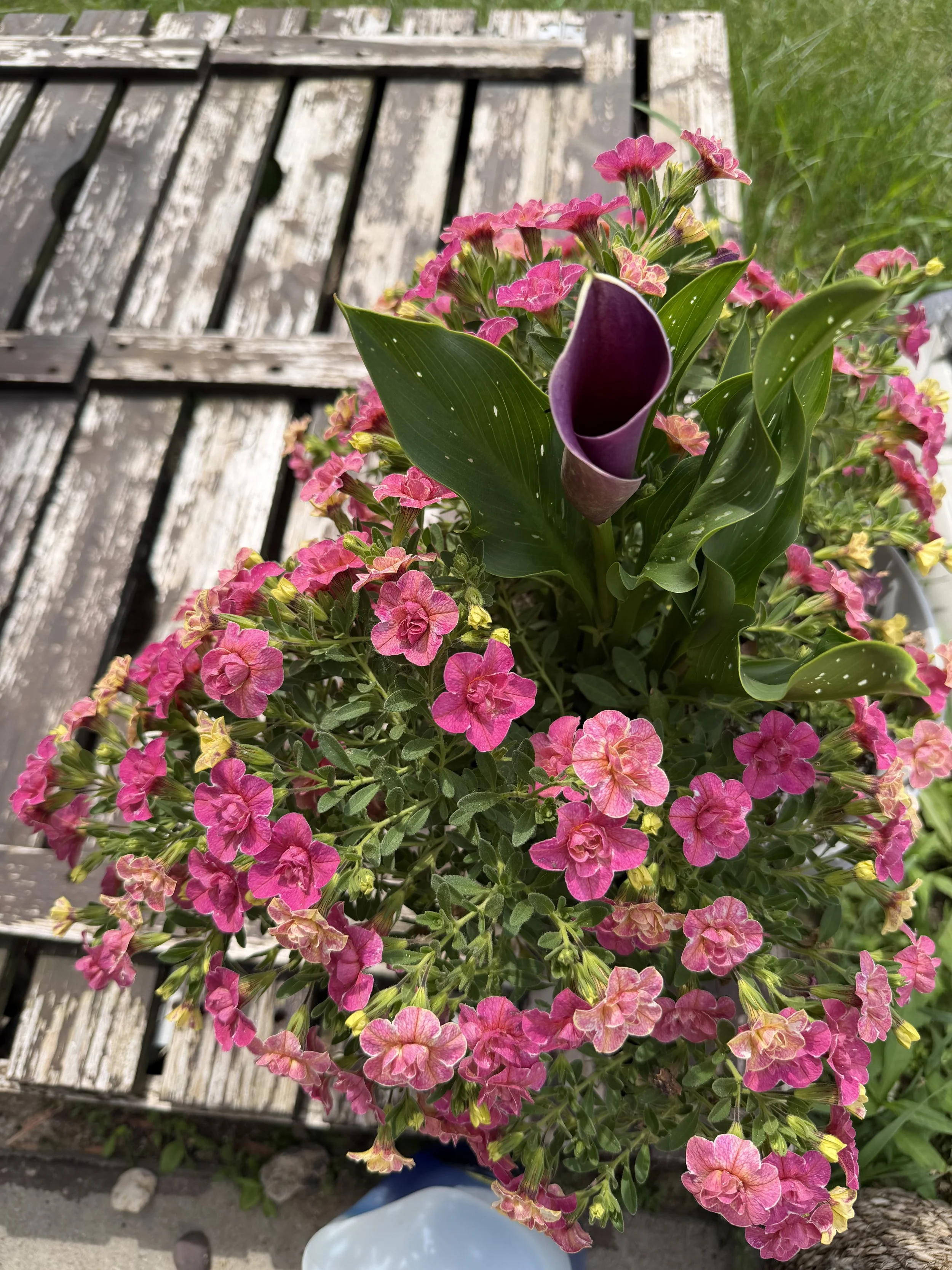 A close-up of pink and purple flowers, including a purple calla lily, against a weathered wooden bench and green grass background.