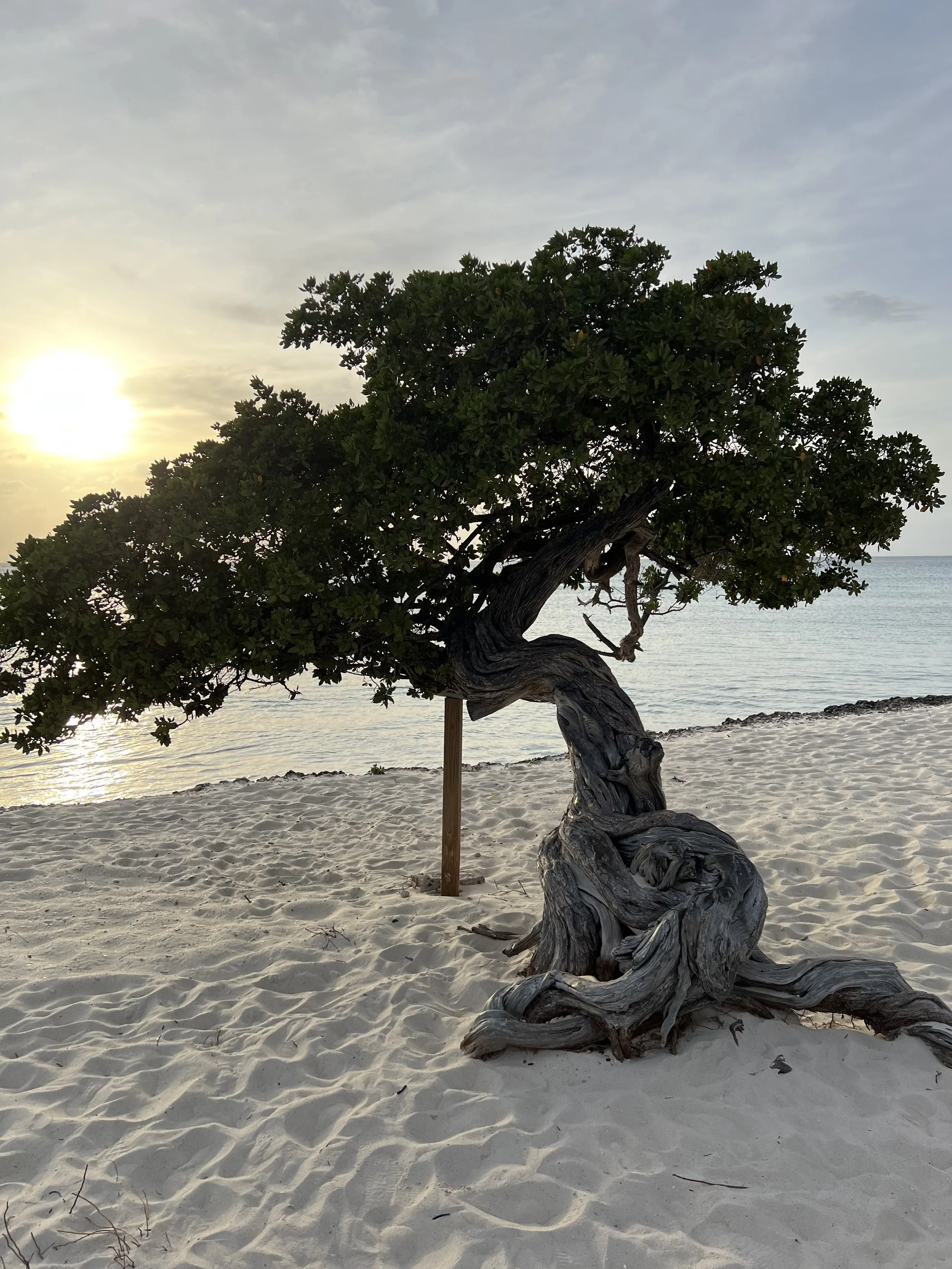 A twisted, weathered tree growing on a sandy beach, with the ocean and a setting sun in the background, under a partly cloudy sky.