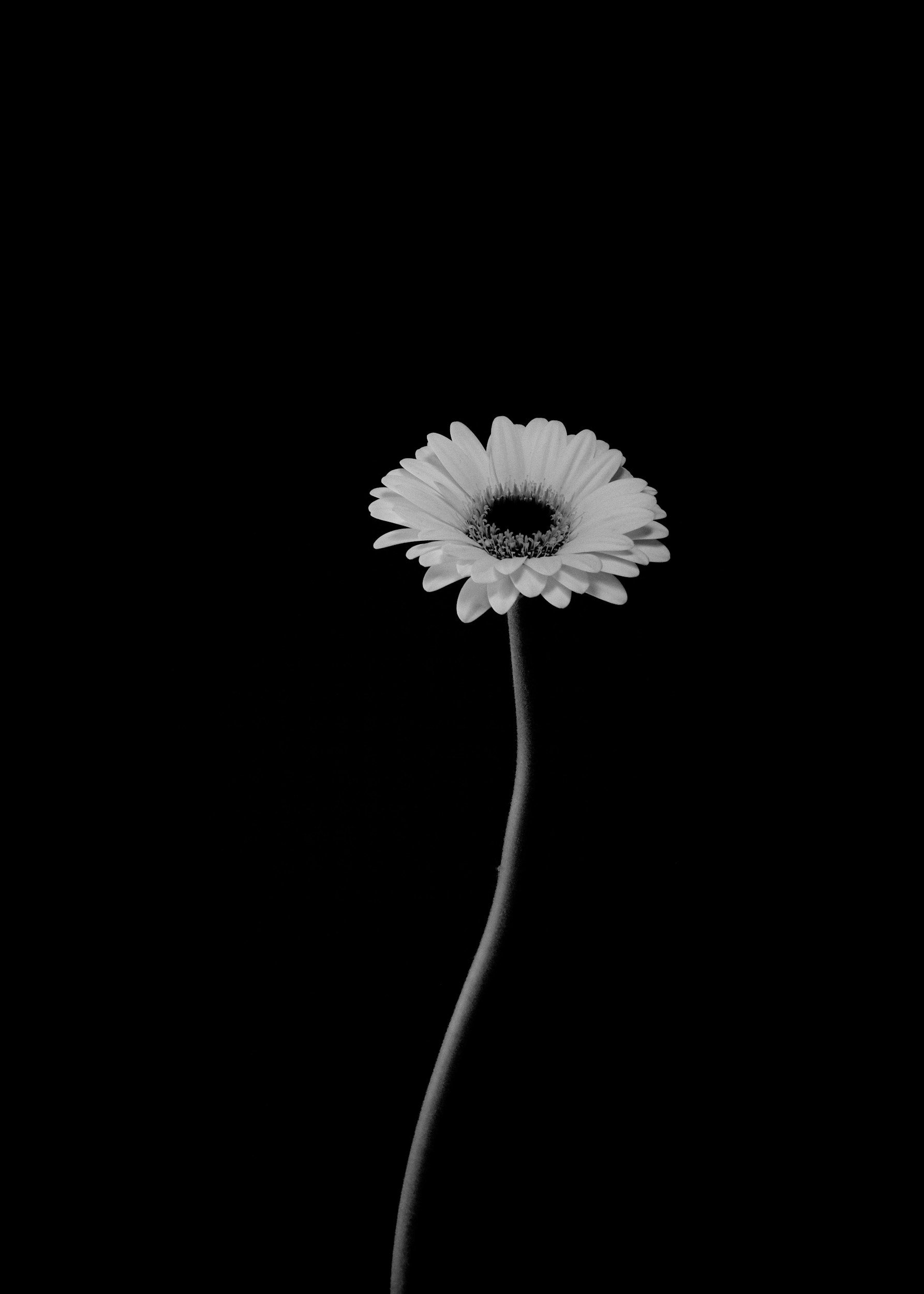 Black and white photo of a single flower with a long, curved stem and a round bloom, isolated on a black background.
