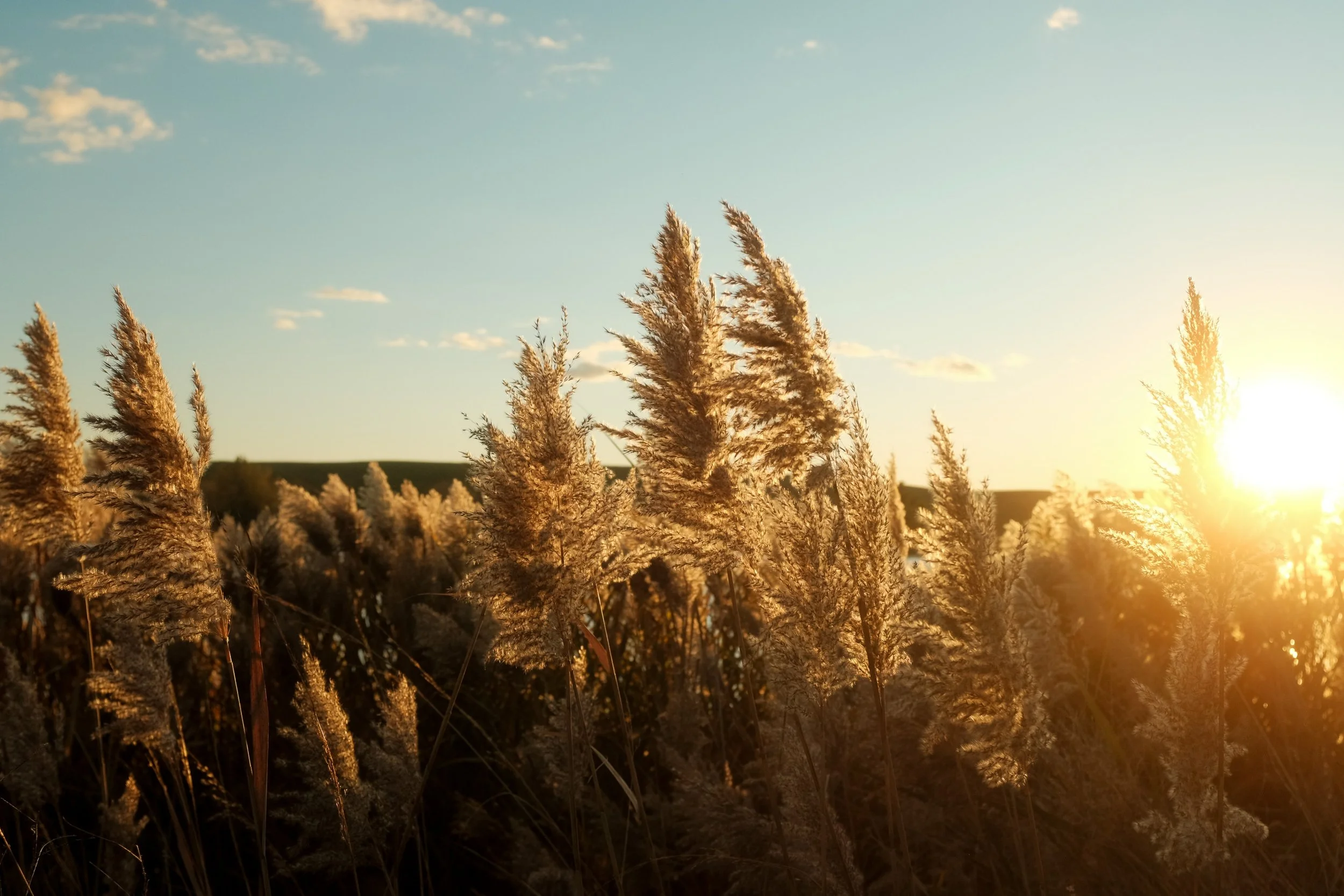 Mallard Lake Portfolio-1.jpg