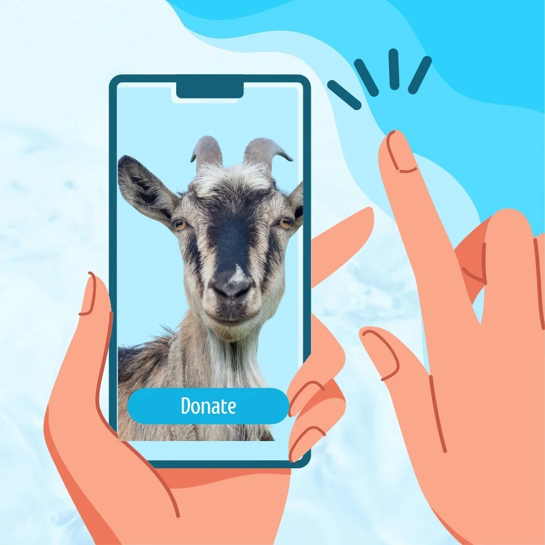 Giving a goat is easy! Use your phone, pad, or computer to donate a goat to Rwanda Children for $45. We&rsquo;ll see your donated goats reach families or widows in Rwanda, for whom the gift of a goat will be a life-changing experience. Visit our onli