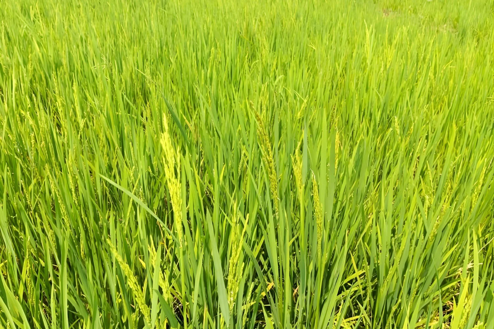We are excited to announce the successful introduction of rice cultivation as one of our crops. Our rice-growing initiative began at the end of May on an acre and a half of rented land, overseen by our skilled agronomist, Jean De Dieu Mujyambere. The