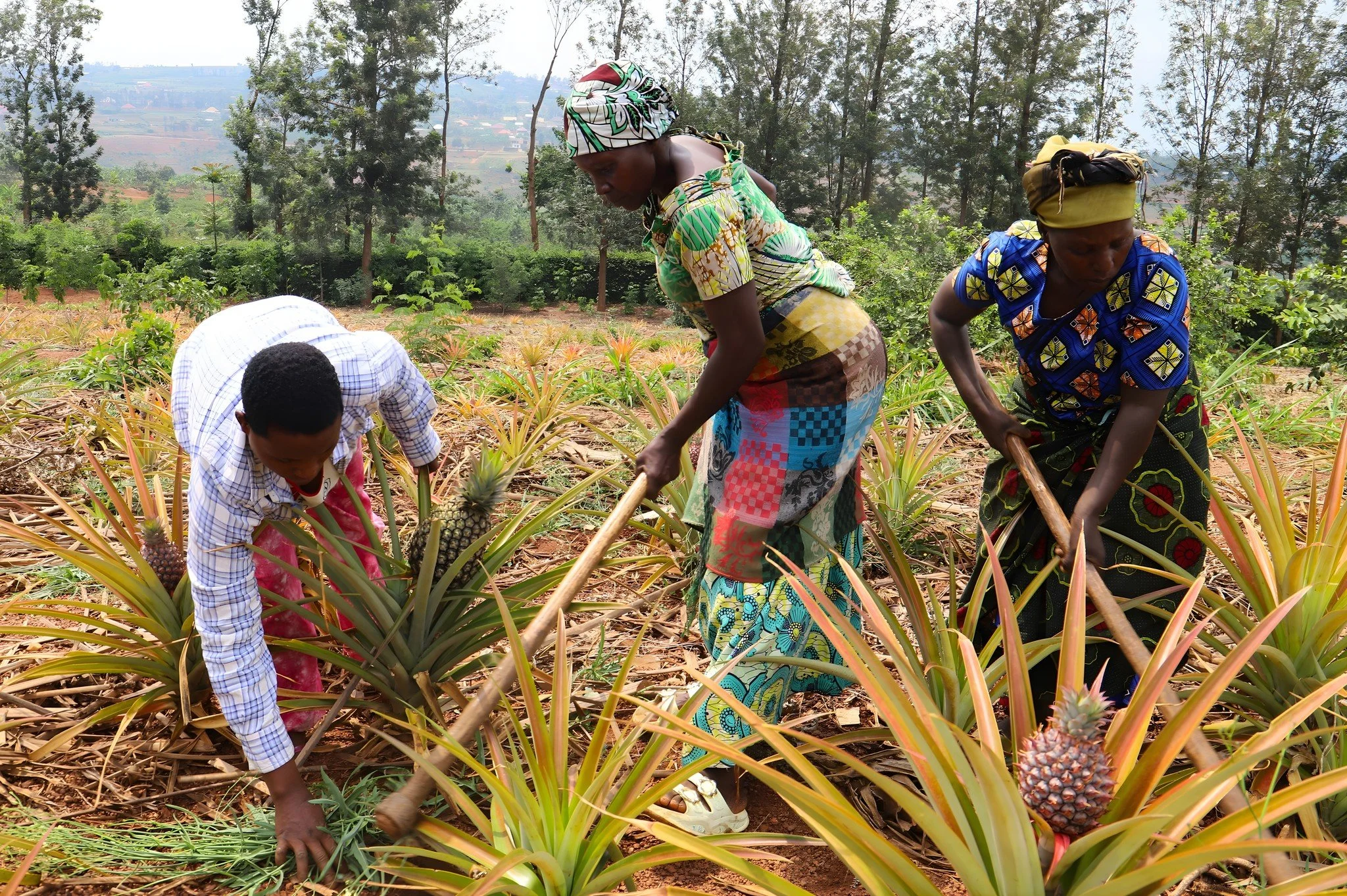 A group of parents of RCCS students is cultivating a pineapple plantation on our campus. Their involvement goes beyond volunteering; it reflects the ownership they feel in our mission and ministry. They engage in cleaning, cultivation, planting, gard