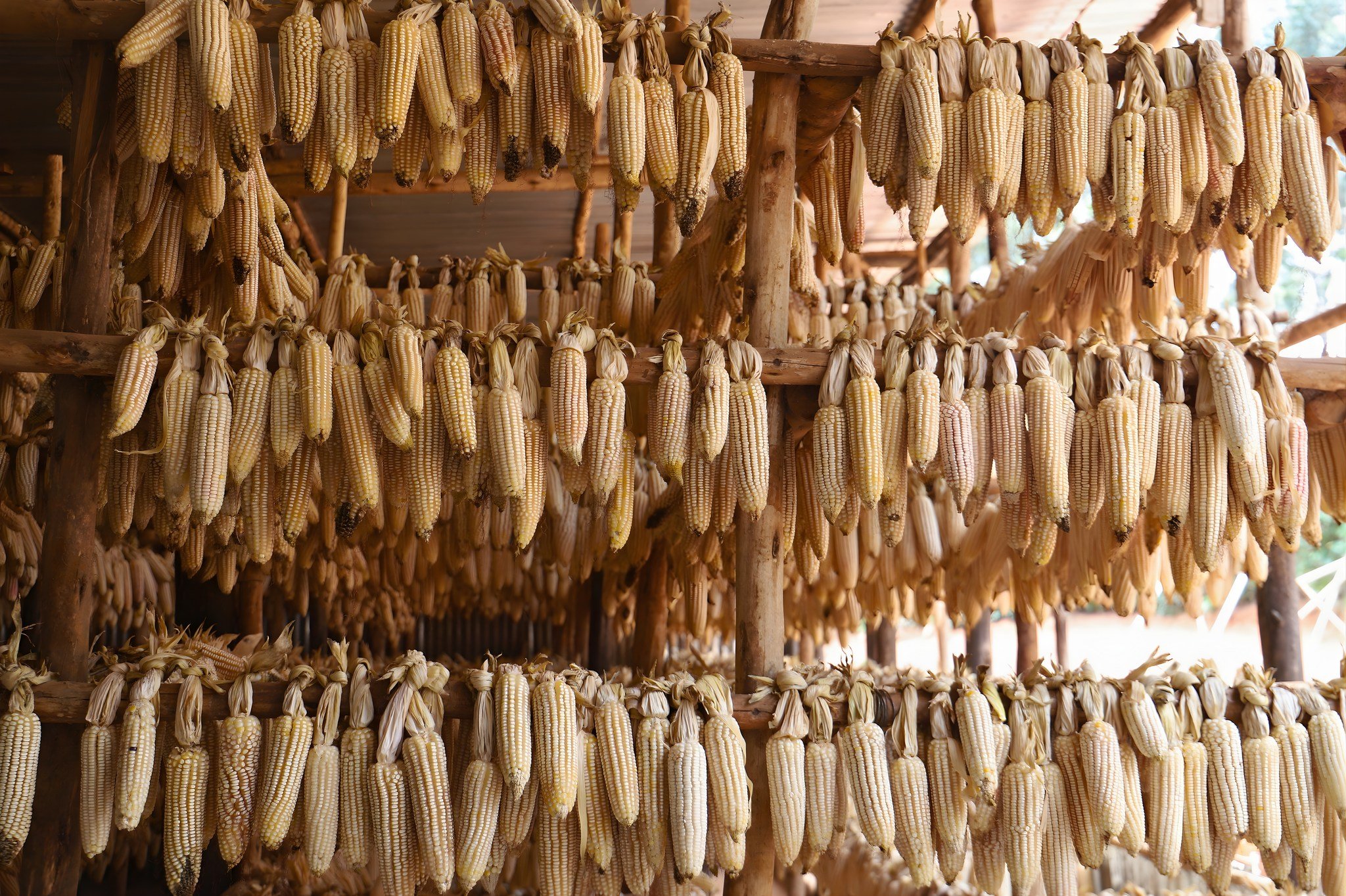 Praise God for an amazing amount of maize! We have been blessed with a corn-ucopia of corn! Our agricultural team has just finished harvesting 2.5 tons of corn from our fields. Once it has spent time in our drying structure, the corn will be removed 