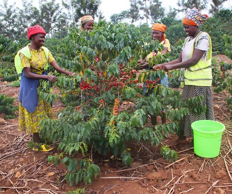 We employ women from our community to harvest ripe coffee cherries&mdash;the fruit that contains the coffee beans&mdash;from the bushes on our coffee plantation. This process is done by hand to ensure only the ripest berries, typically red, are colle