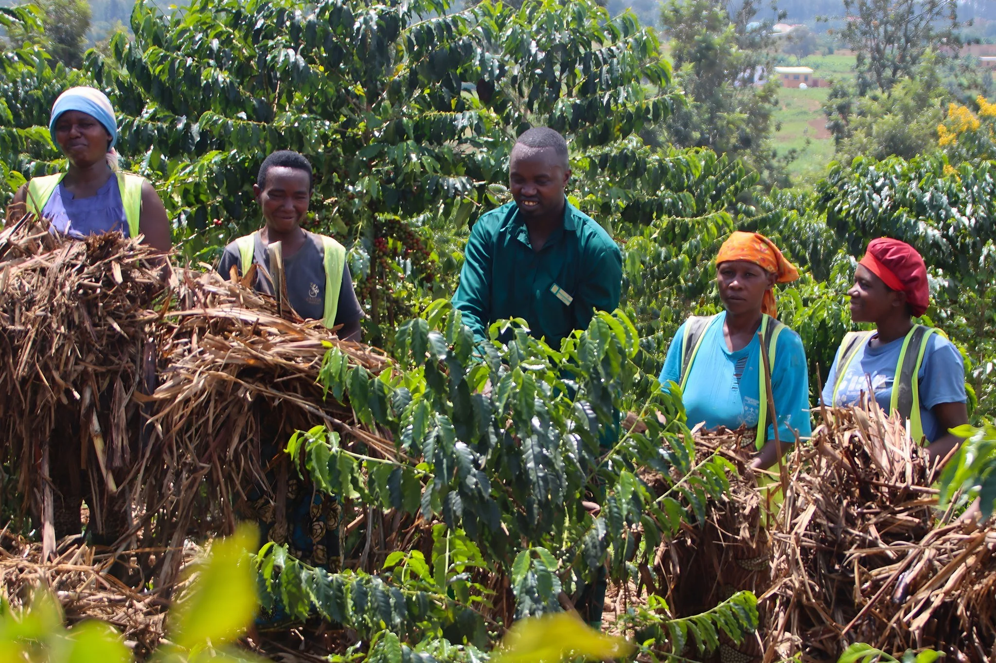 In the fields of our Yellow Elephant Coffee plantation, something powerful is growing.

Jean De Dieu Mujyambere, our agronomist, is laboring alongside a dedicated team of part-time agricultural workers who are carefully mulching the coffee bushes&mda