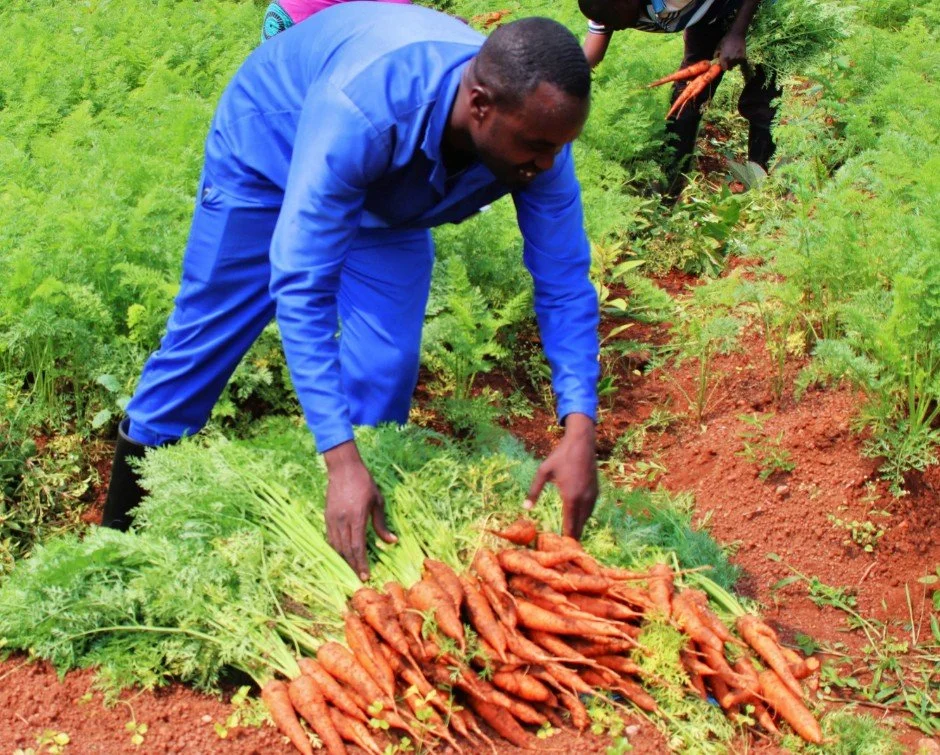 Behind every meal served at Rwanda Children is a team that plans, prepares, and cares deeply about what ends up on the plate.

Much of what our children eat comes from gardens across our campus&mdash;food grown right here by the people who care for t