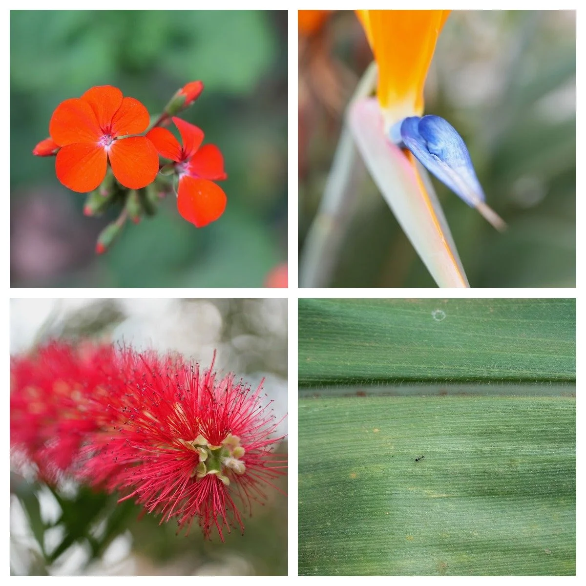 As Londyn's fourth summer draws toward an end, she leaves us with one last glimpse &mdash; a slow walk through campus, noticing the small things. The final entry in Through Londyn's Eyes:

The small beauties of Rwanda Children.

I love to walk the ca