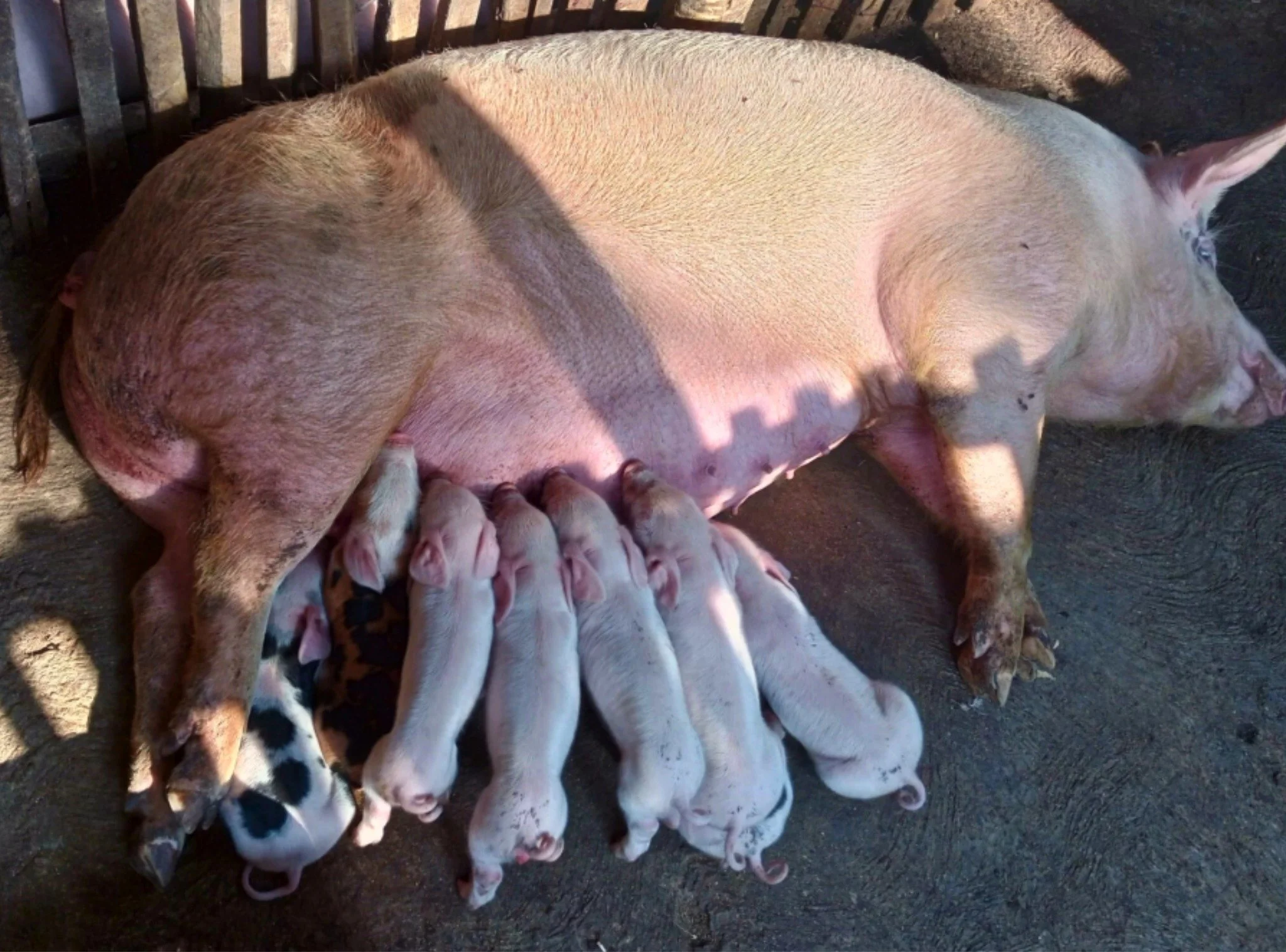 Hooray! It's Friday!

This mama pig recently welcomed seven piglets.

Can you count all seven in this little huddle around Momma?

We think there's something wonderfully peaceful about a scene like this.

And these little ones are already part of som