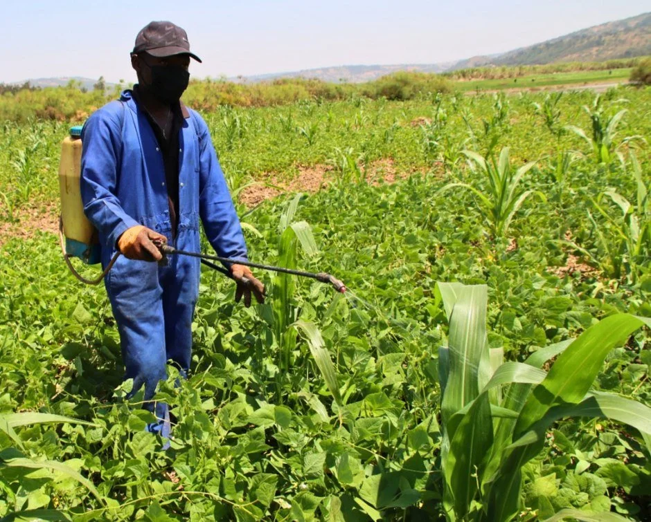 Fabrice Mugabonake spent this week protecting our corn and bean crops from pests, with a backpack sprayer on and working row by row.

"I am taking care of these crops because I want the children to have enough food to enjoy during the Christmas 