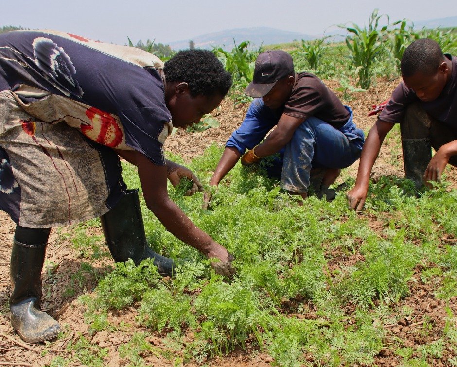 Jeanette Uwingabire spent much of this week tending the carrot fields, clearing weeds so the young crops have room to grow.

&ldquo;Caring for these carrots today means a healthier harvest and fresh vegetables for the children this September,&rdquo; 