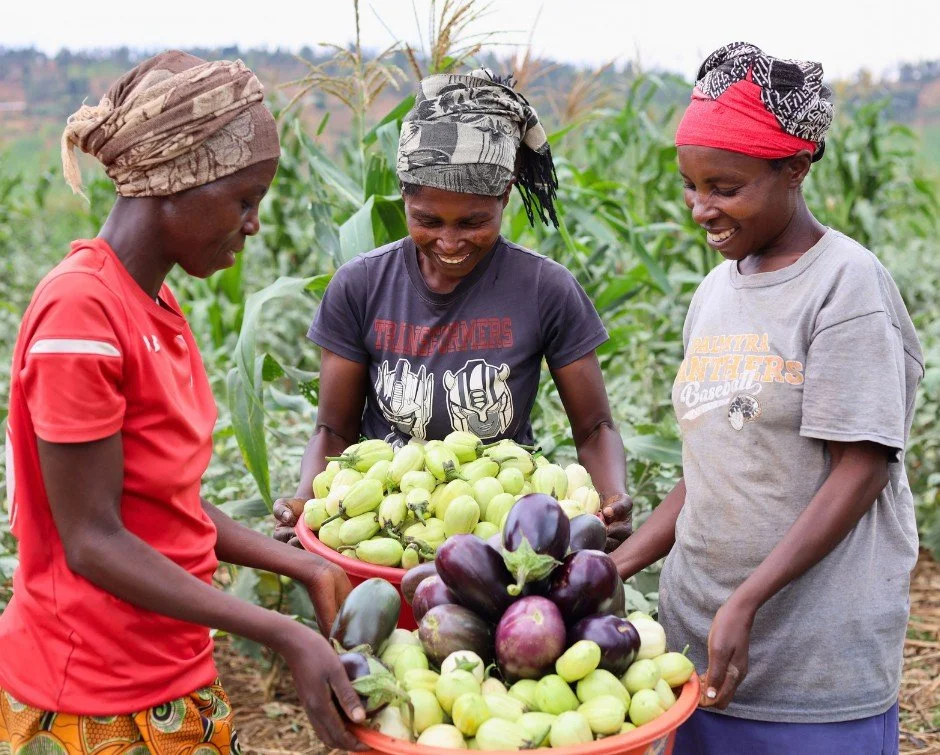 The harvest is the part you can see.

Clementine, Eugenie, and Peruth have spent the season planting, watering, adding manure, and caring for their crops.

This week, they were harvesting eggplant and cabbage&mdash;food that will help provide meals f