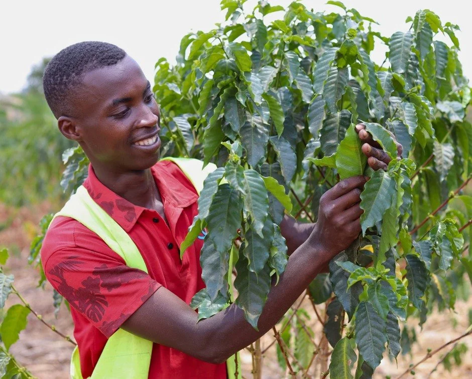 Justin has worked on Rwanda Children&rsquo;s coffee plantation for about a year.

In that time, he&rsquo;s been building something of his own, too. Justin now has three pigs, giving his family another income source.

The coffee plants are part of his