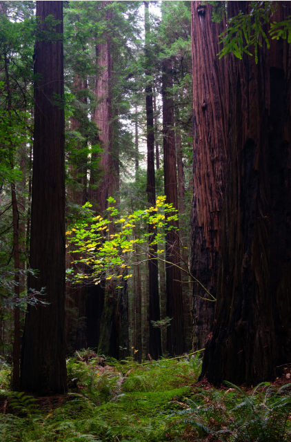 ROAR Mindset Newsletter June 2025