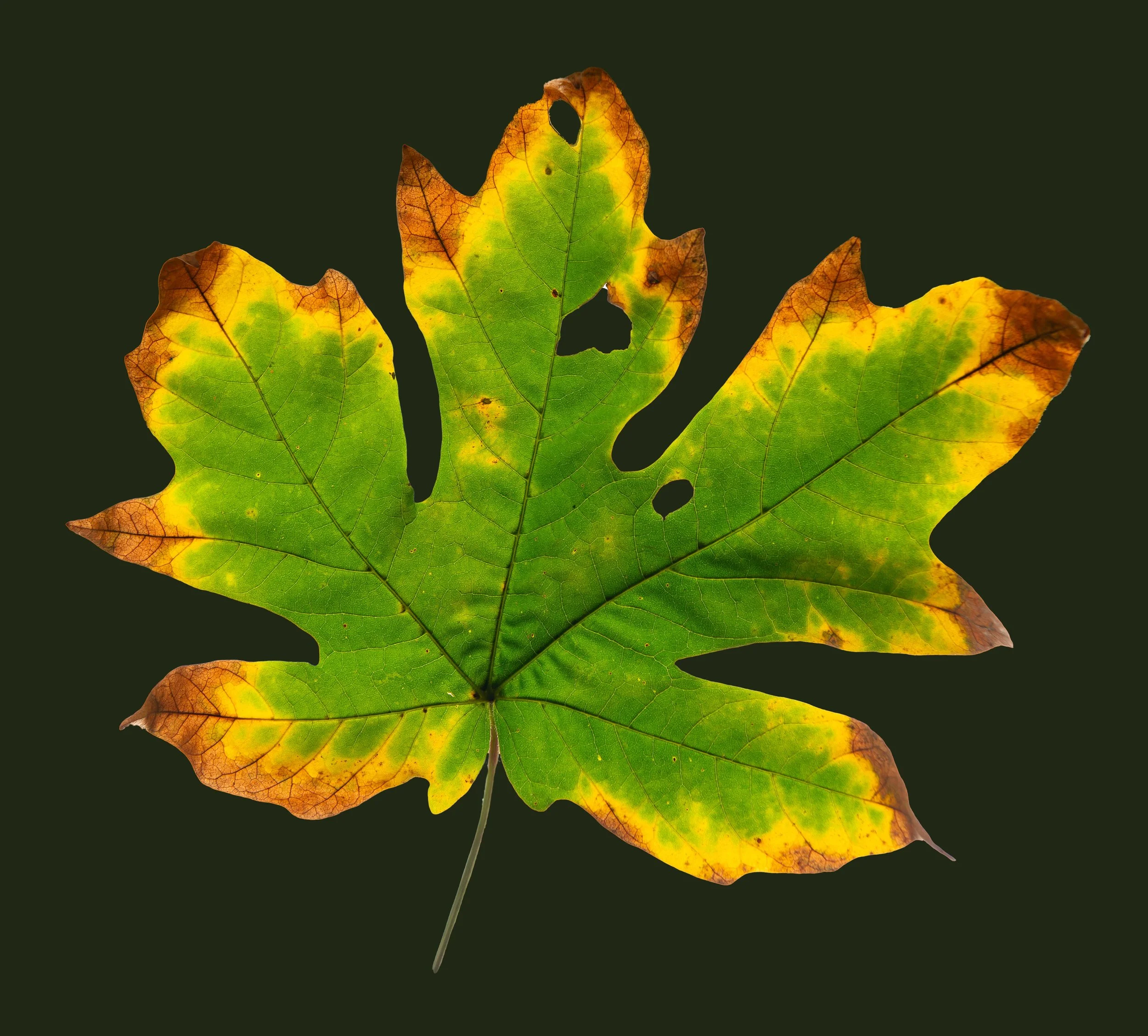 ROAR Mindset Newsletter November 2025 