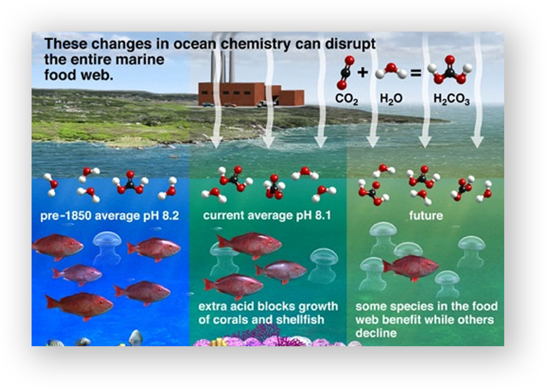06-Ocean-Acidification-1.png
