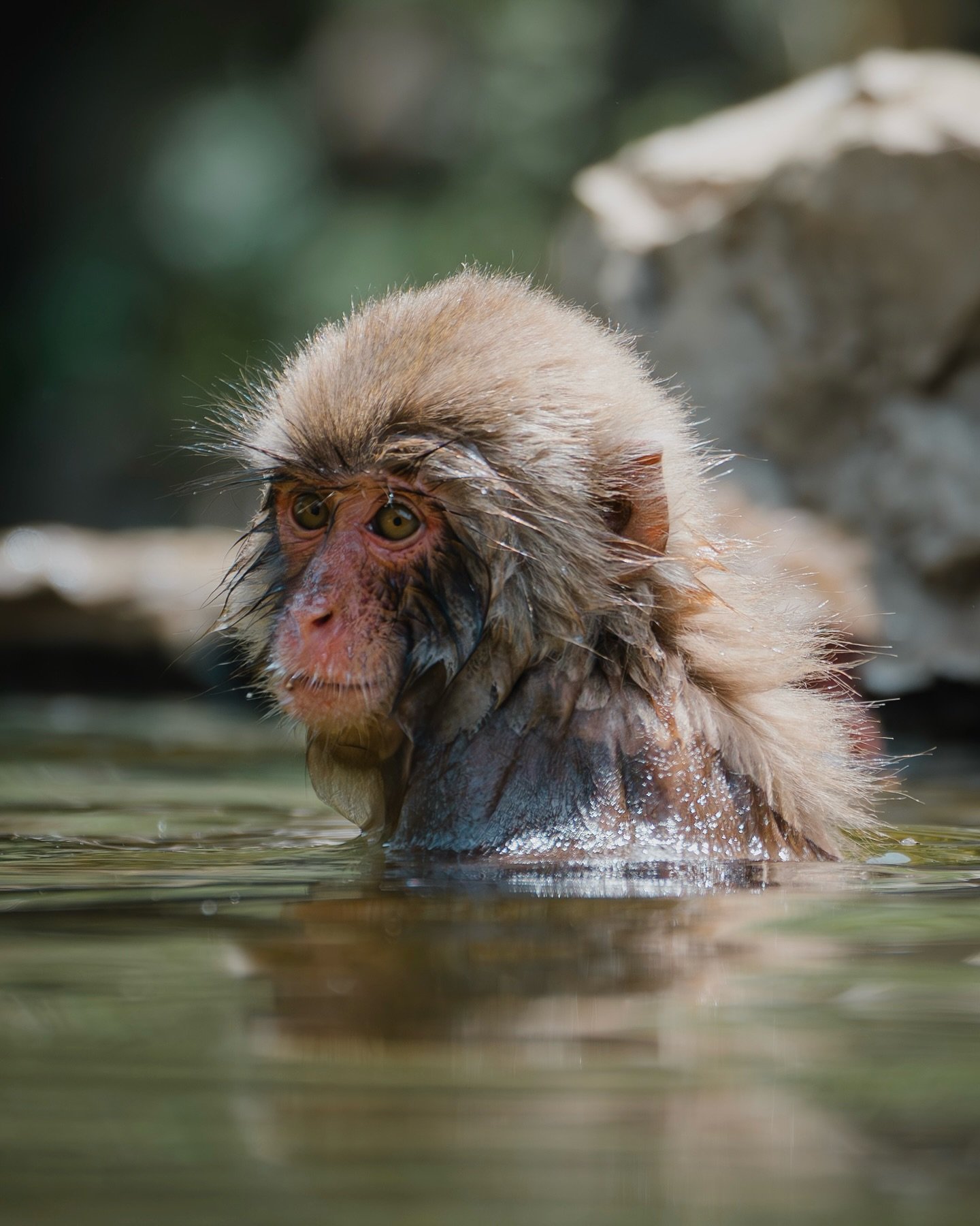 Are we all that different after all? Today we spent hours observing them and seeing how amazing their interactions and children are. Truly a master piece. 

#photographer #travel #explorejapan #kyoto