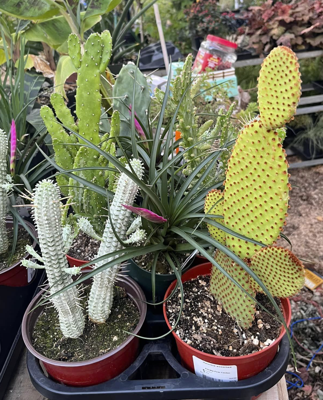 Assorted cactus — Roslyn's Plant Man