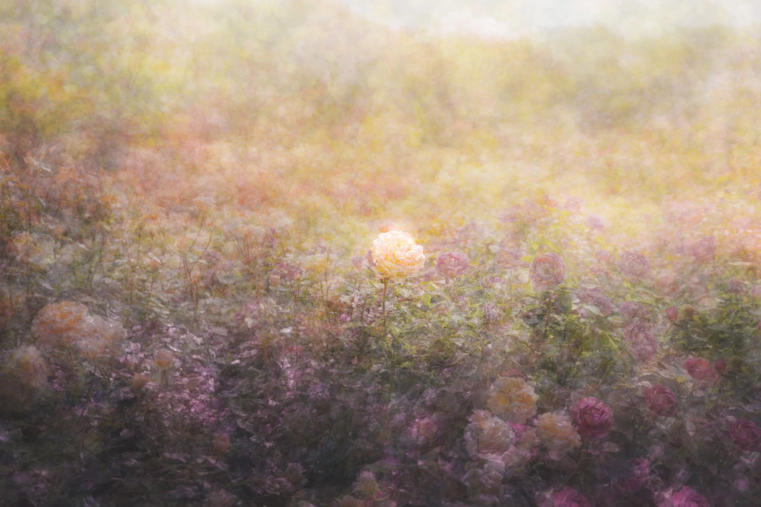 Fields of Nectar Glow