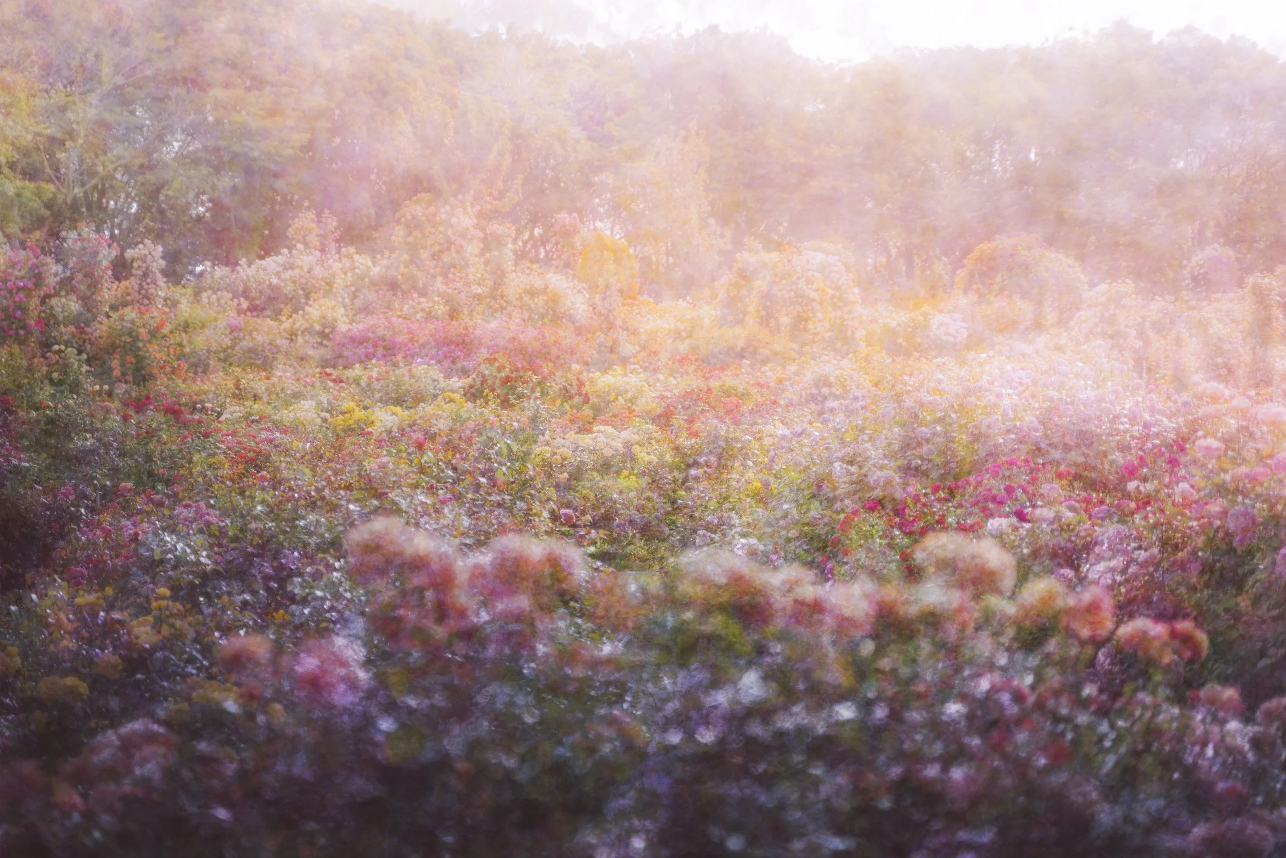 Golden Veil Meadow