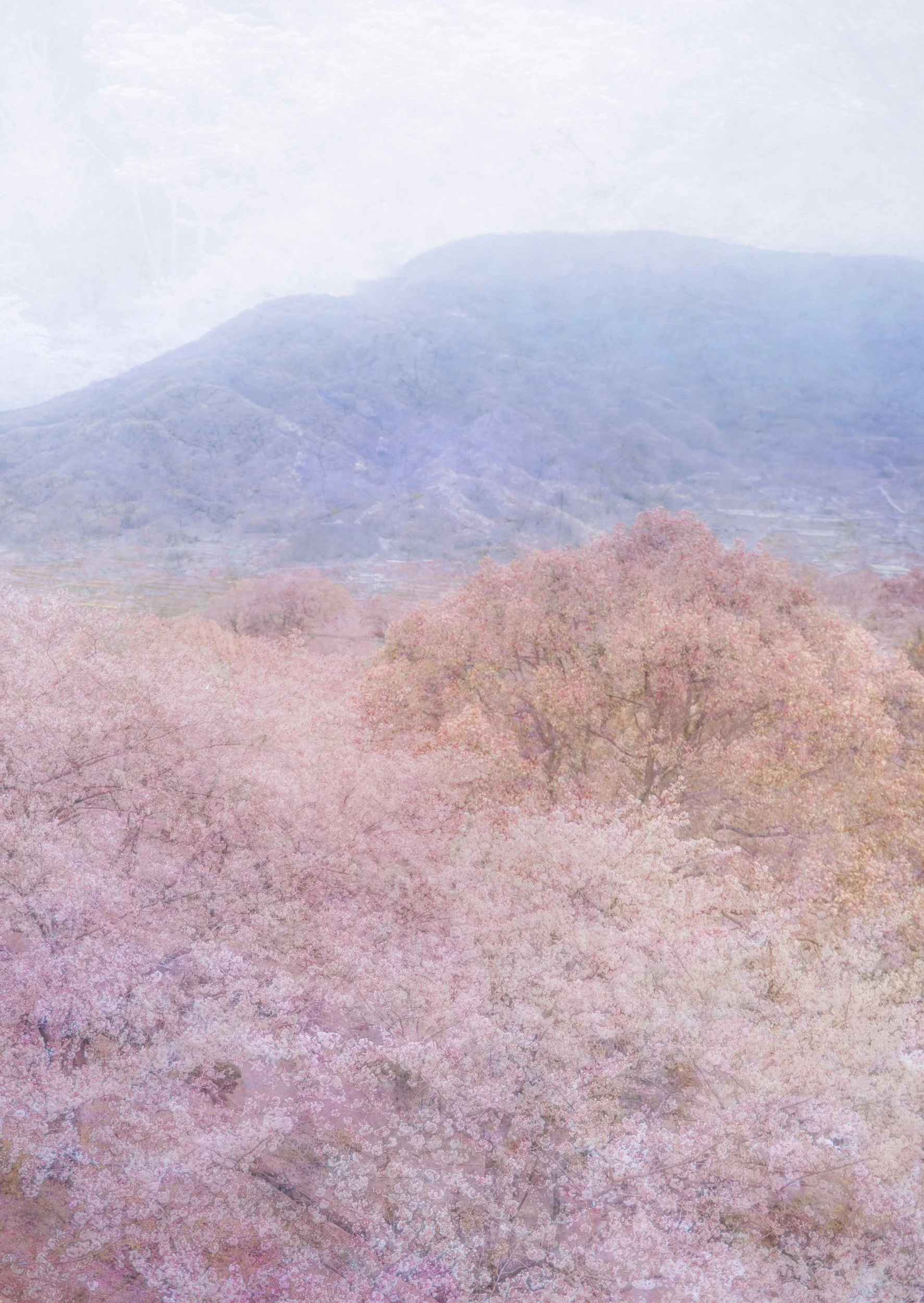 Harunagi (春凪) - Where Blossoms Meet Calm Ocean
