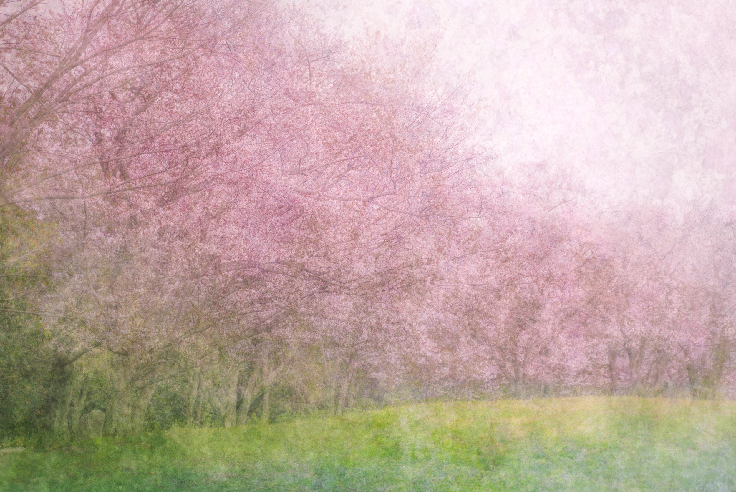 Haruka (春香) - Fragrance Carried by Spring