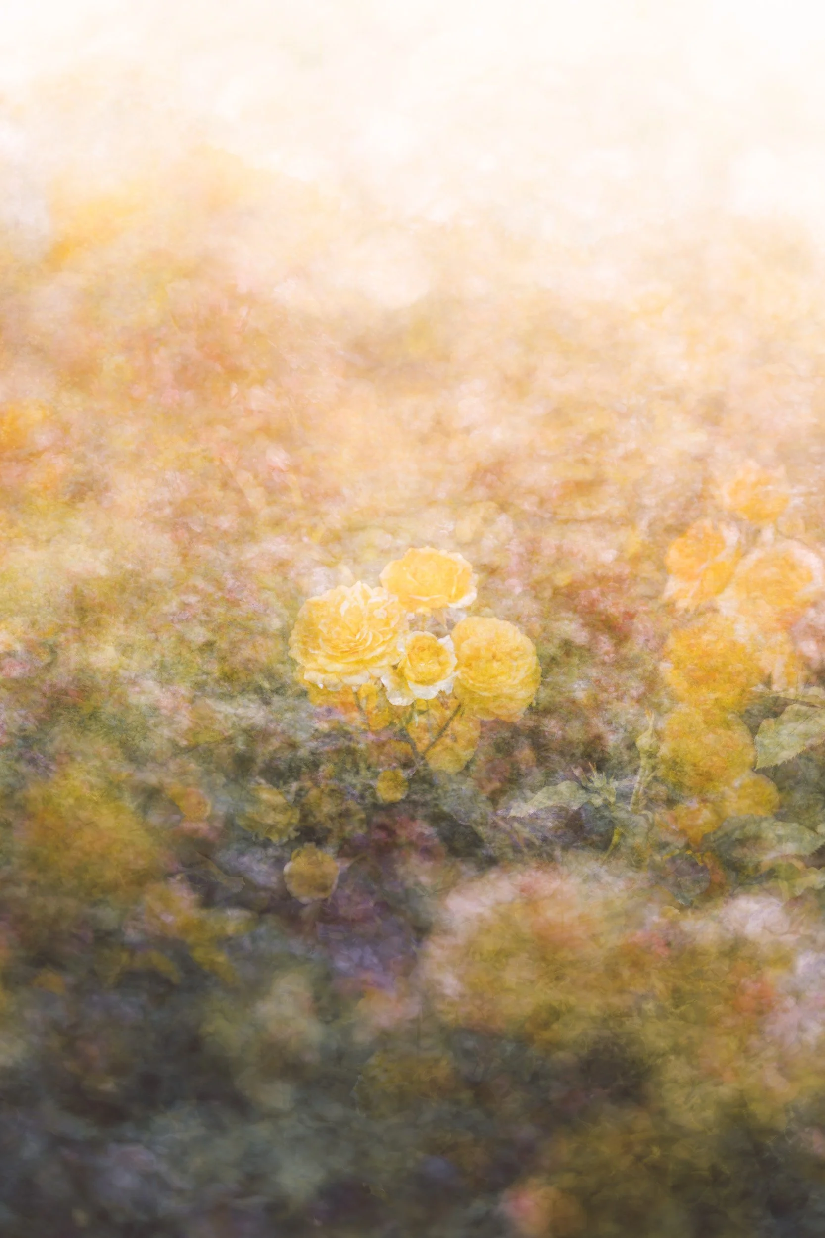 Butterscotch Bloom