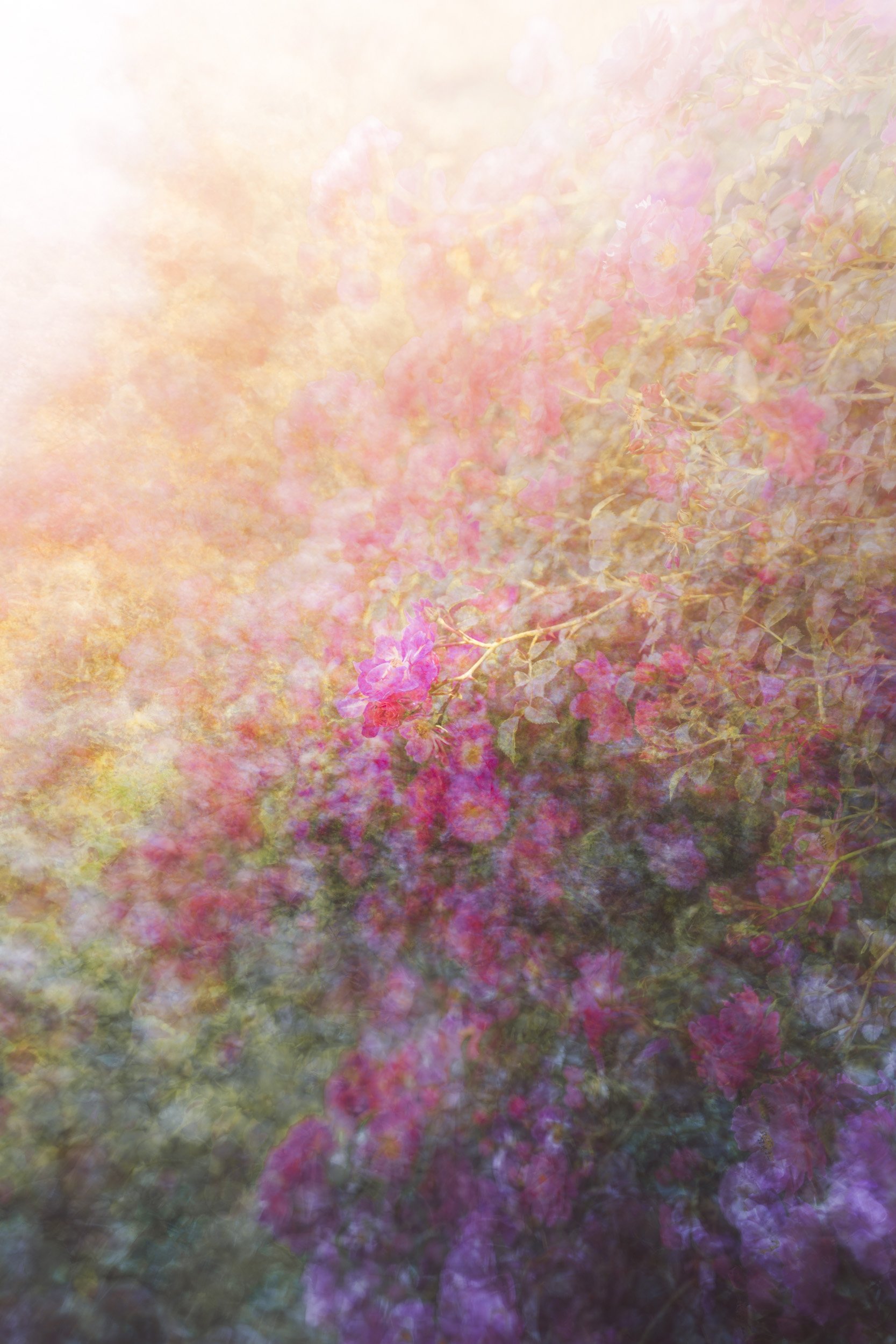 Roseberry Bliss