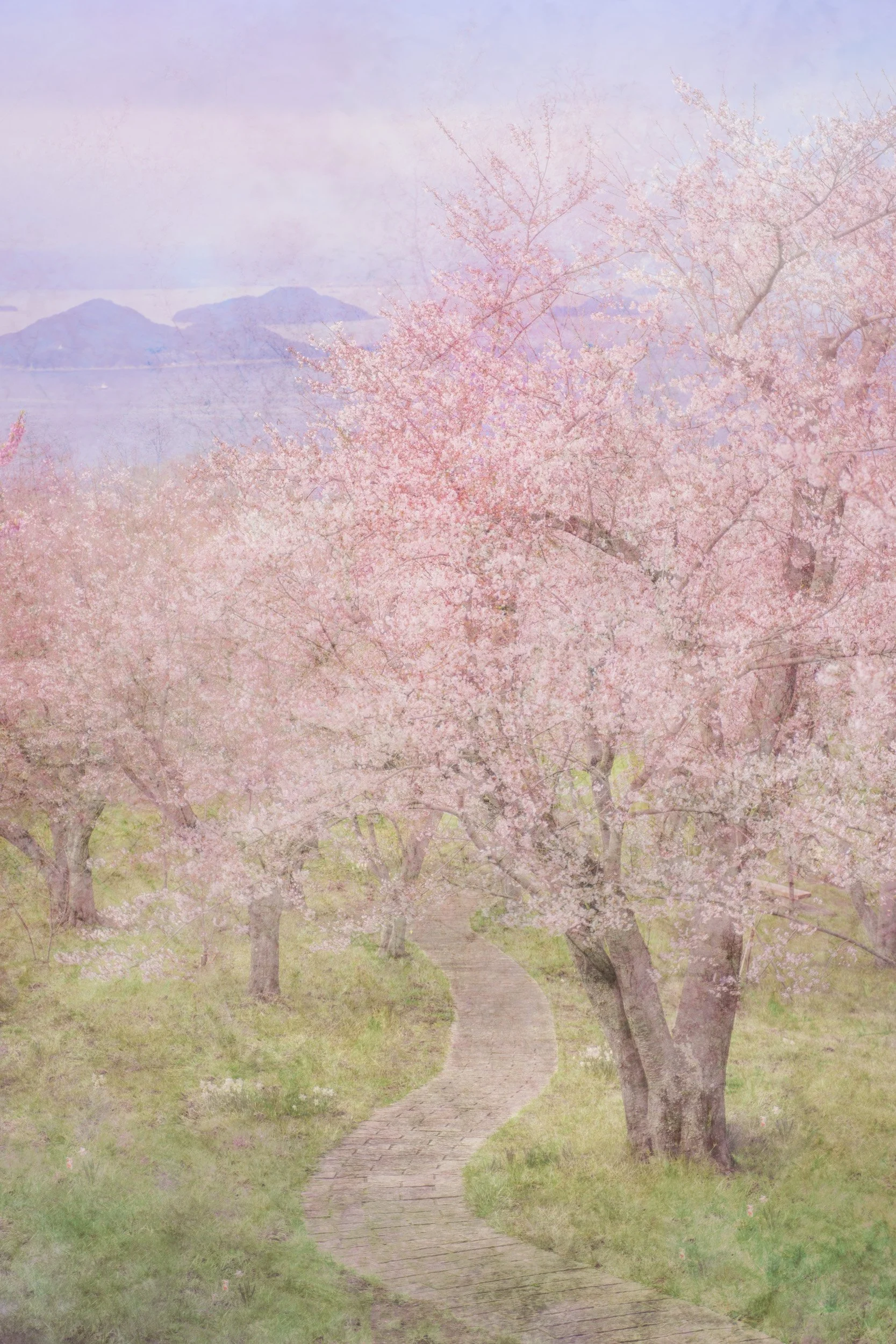 Harunagi (春凪) - Where Blossoms Meet Calm Ocean